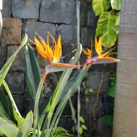 Palmera Sea View Villa *